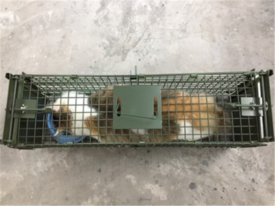 捕貓籠的原理是什么，會傷害貓嗎